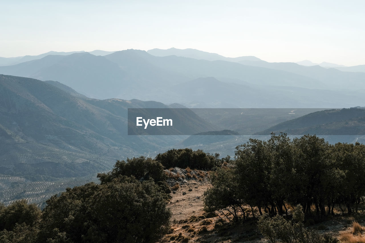 SCENIC VIEW OF TREES AND MOUNTAINS AGAINST CLEAR SKY