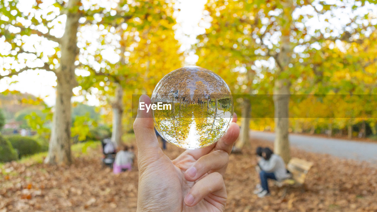 Close-up of hand holding crystal ball against trees in park