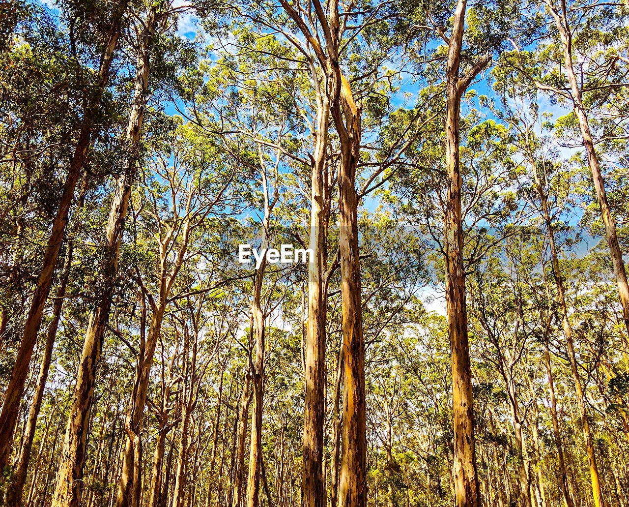 LOW ANGLE VIEW OF TREES IN THE FOREST