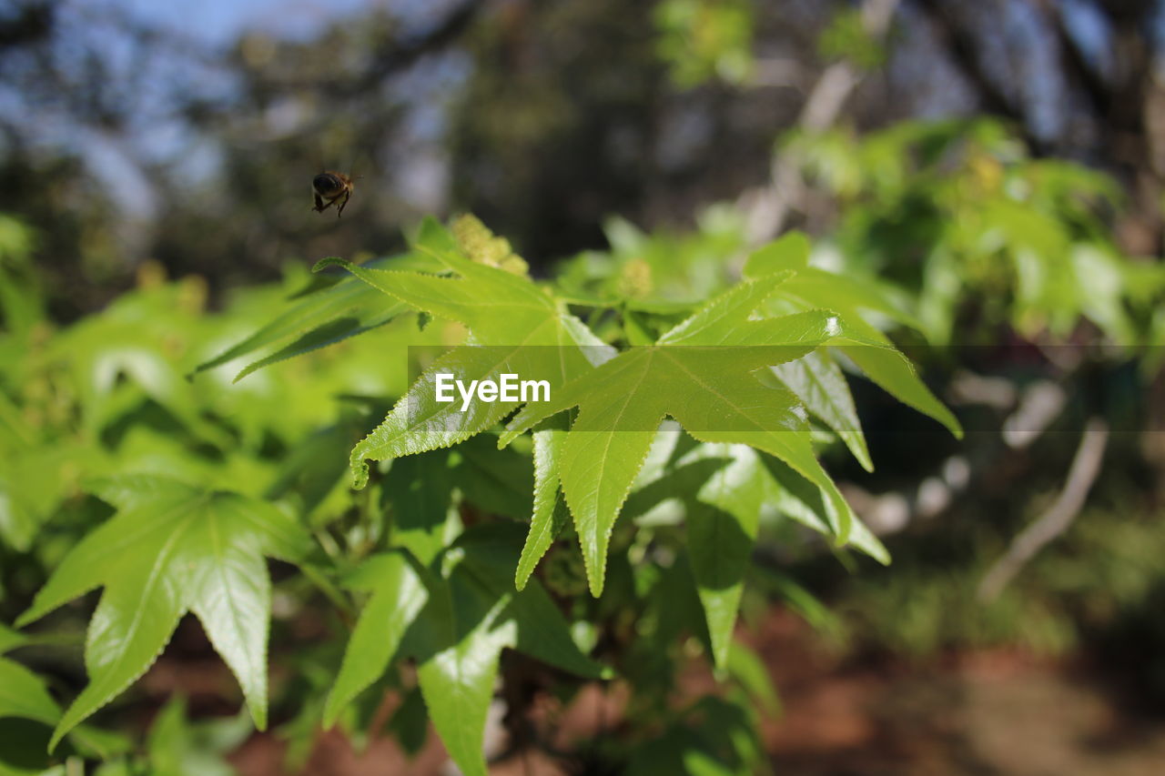 CLOSE-UP OF INSECT ON LEAF