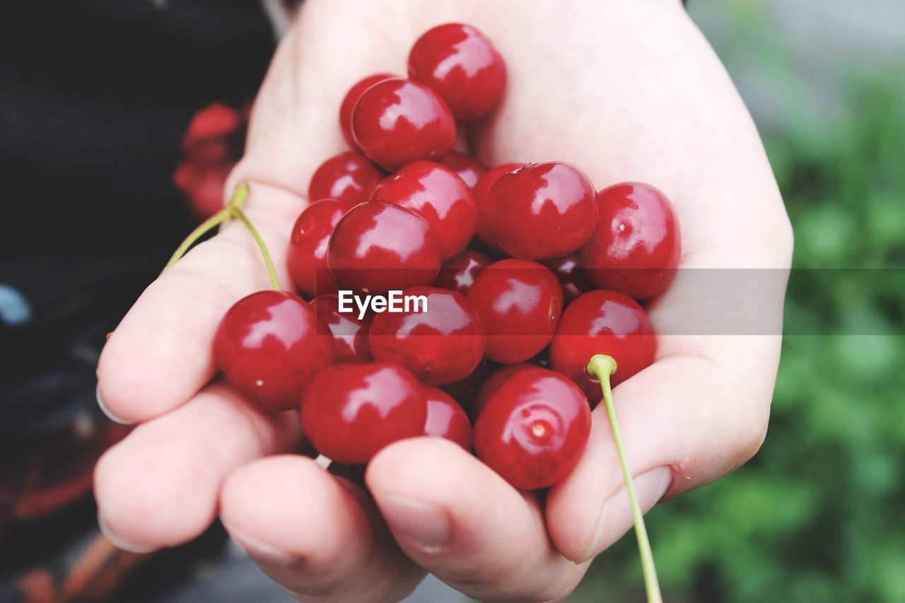 CLOSE-UP OF HAND HOLDING RED BERRIES