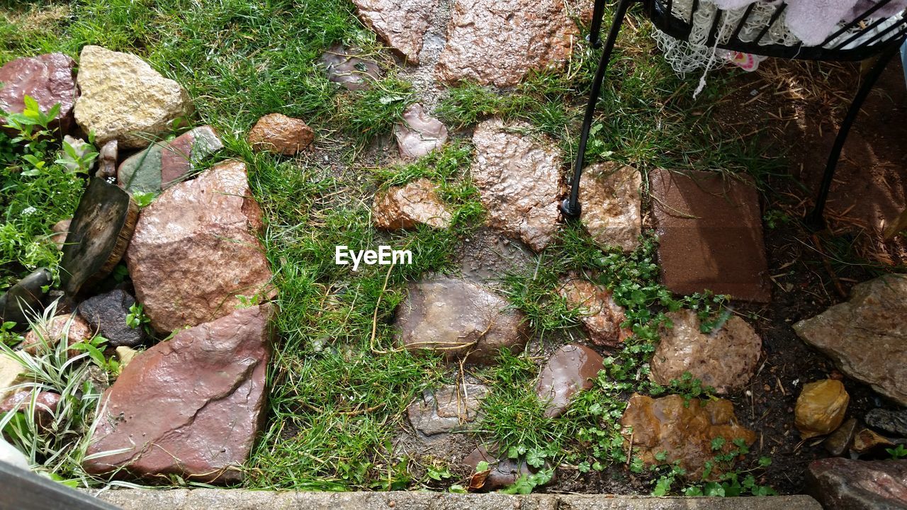 HIGH ANGLE VIEW OF MOSS GROWING ON STONE