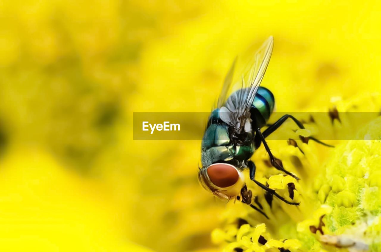 CLOSE-UP OF BEE POLLINATING ON YELLOW FLOWER