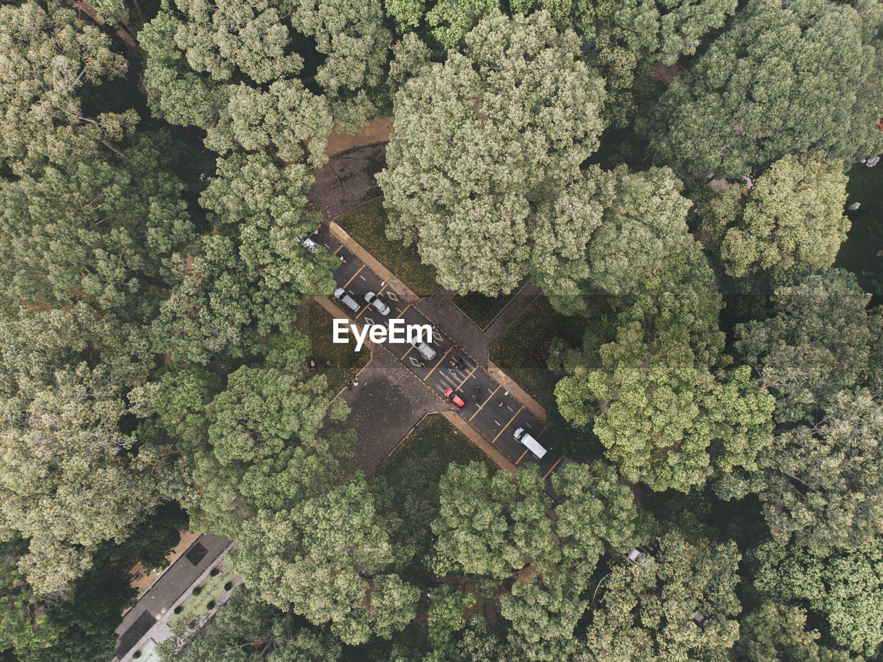 High angle view of green plant on land