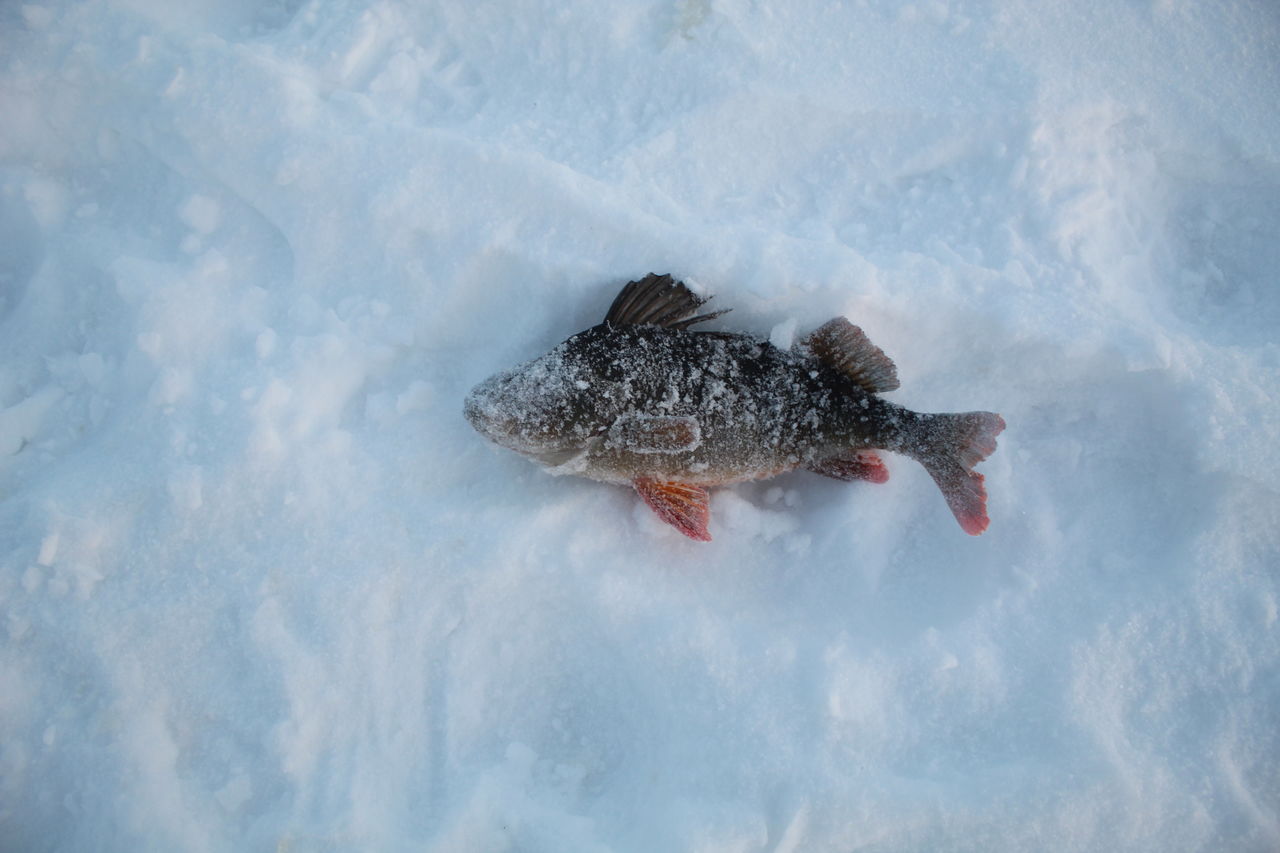 close-up of fish in sea