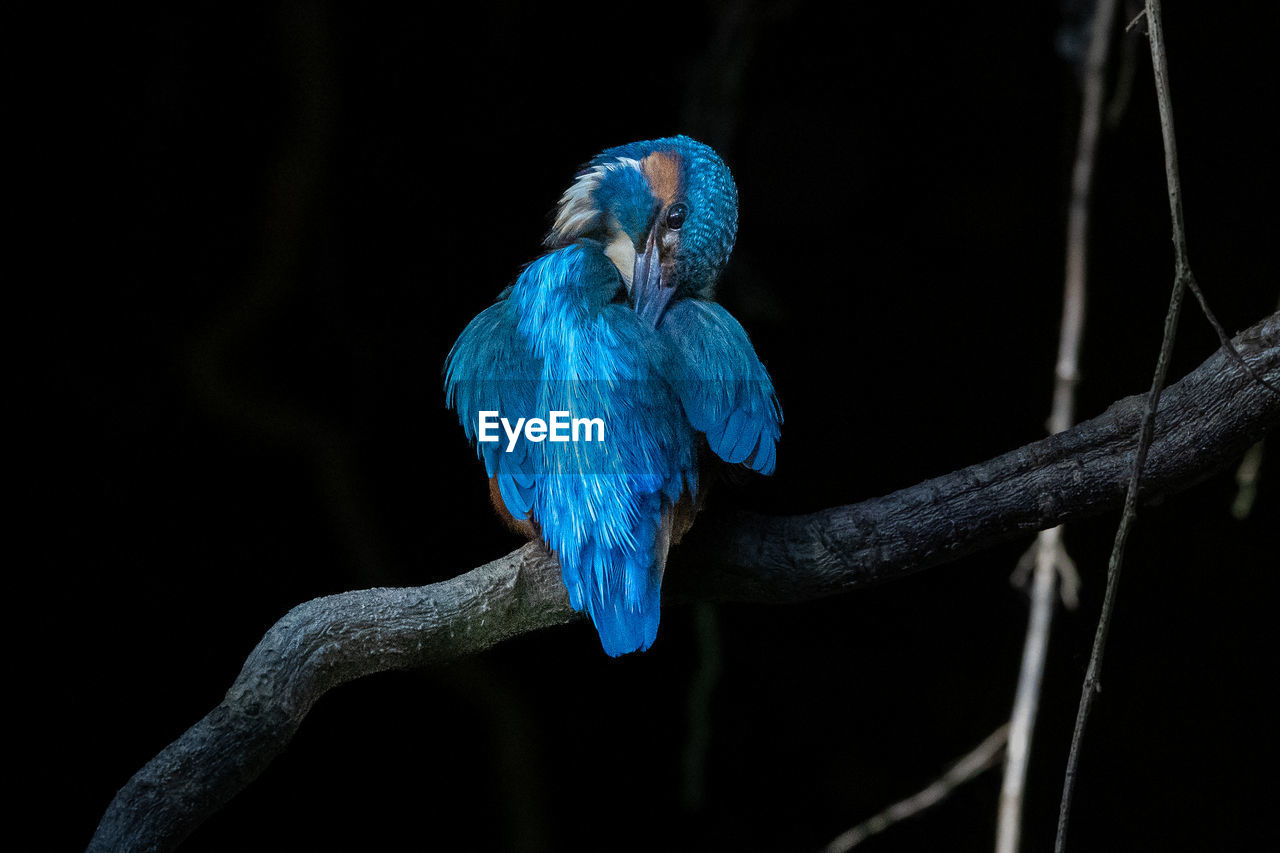 blue, animal themes, animal, animal wildlife, bird, one animal, wildlife, branch, black background, perching, tree, beak, close-up, nature, parrot, parakeet, no people, wing, beauty in nature, night, macro photography, roller, outdoors