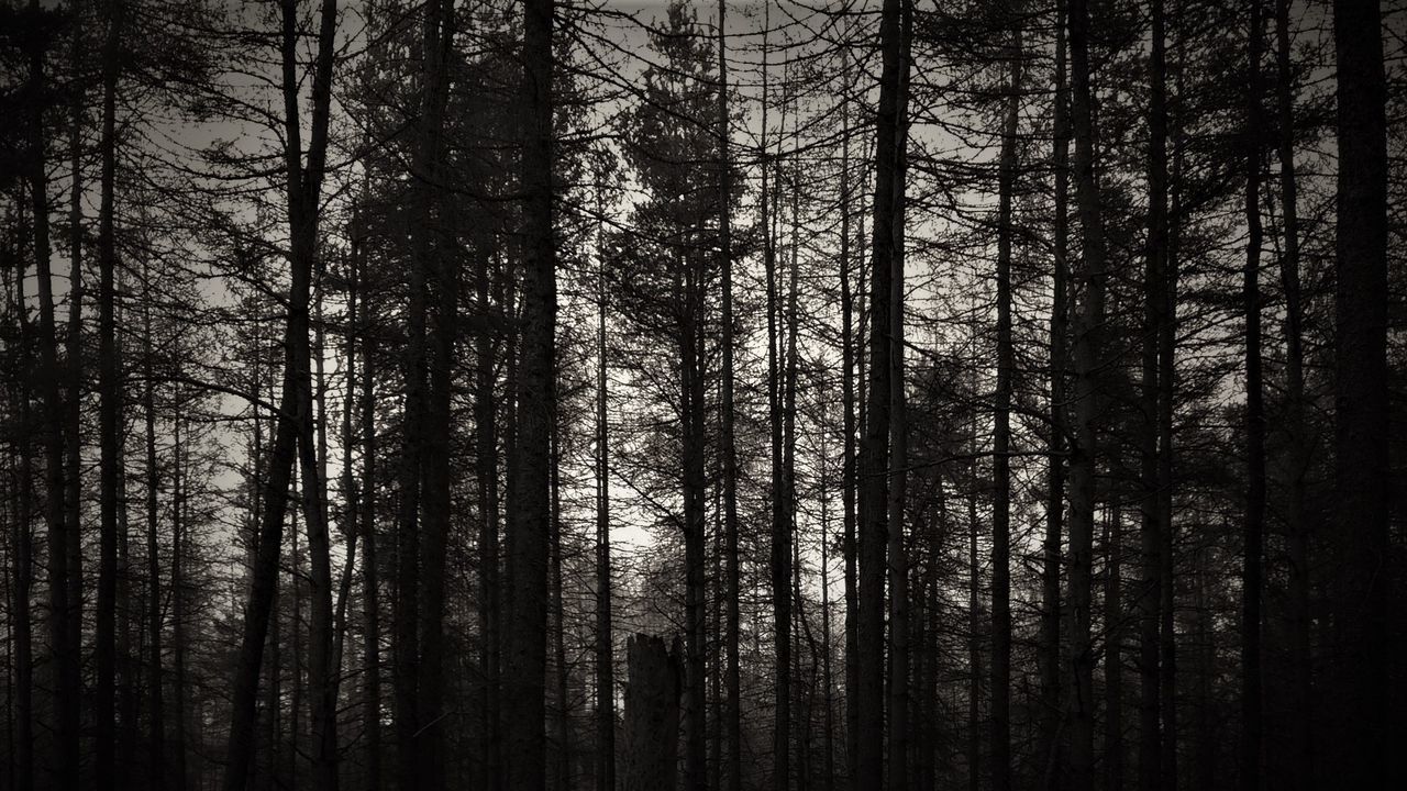 FULL FRAME SHOT OF TREES IN FOREST AGAINST SKY