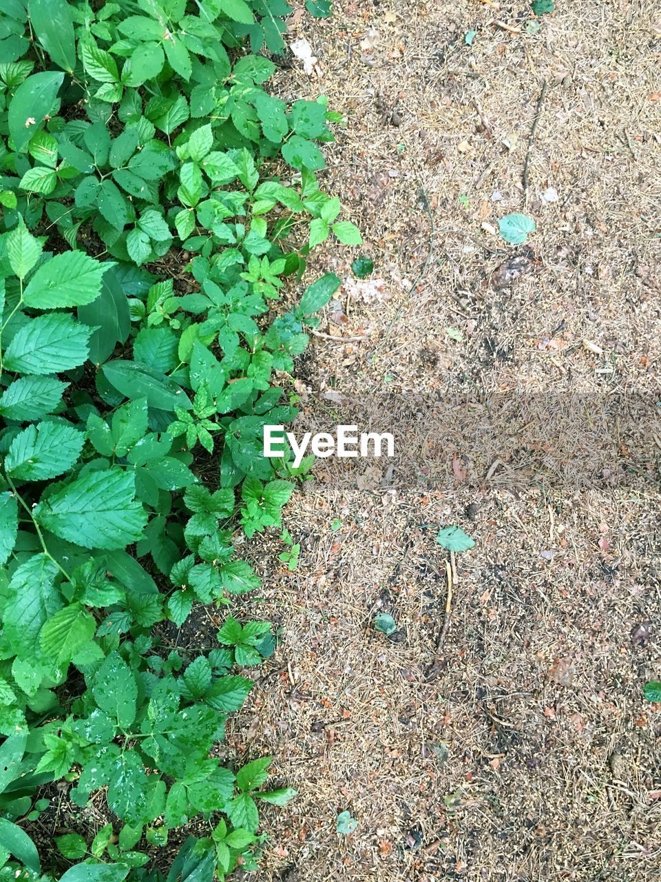 HIGH ANGLE VIEW OF FRESH GREEN FIELD