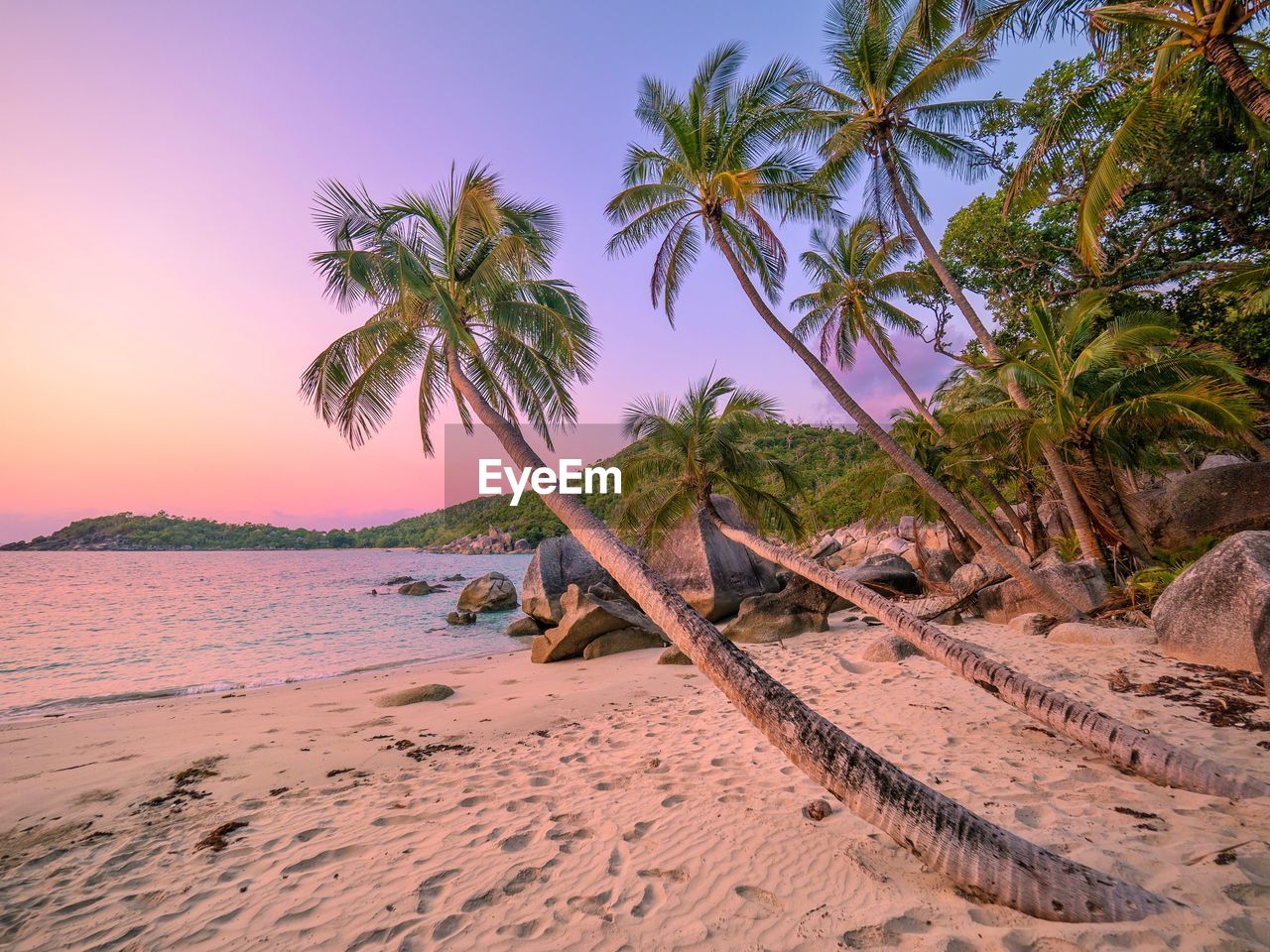 PALM TREES ON BEACH AGAINST SKY