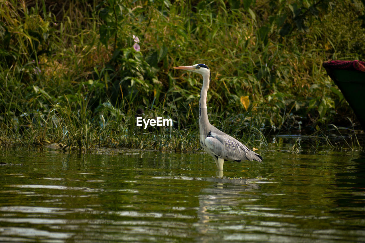 HERON IN A LAKE