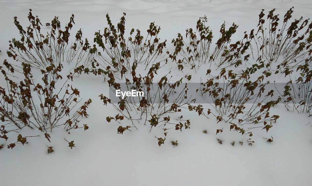 CLOSE-UP OF WHITE FLOWERING PLANTS AGAINST SKY