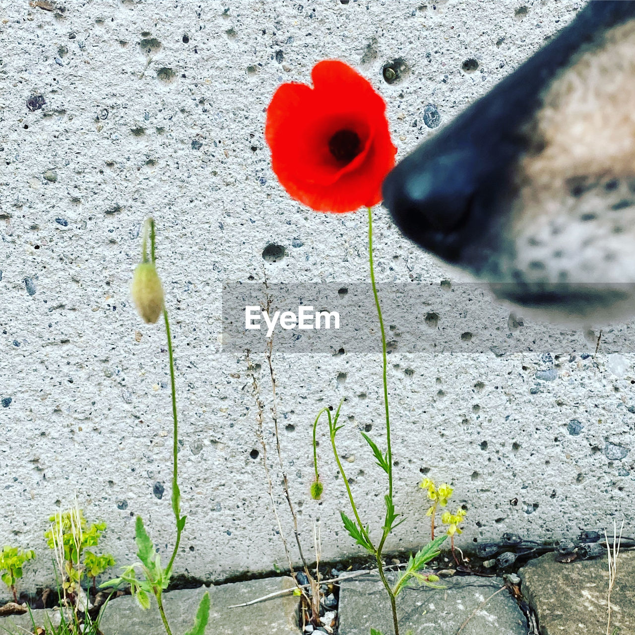 flower, leaf, plant, green, nature, no people, red, day, close-up, outdoors, bird, high angle view, freshness, flowering plant