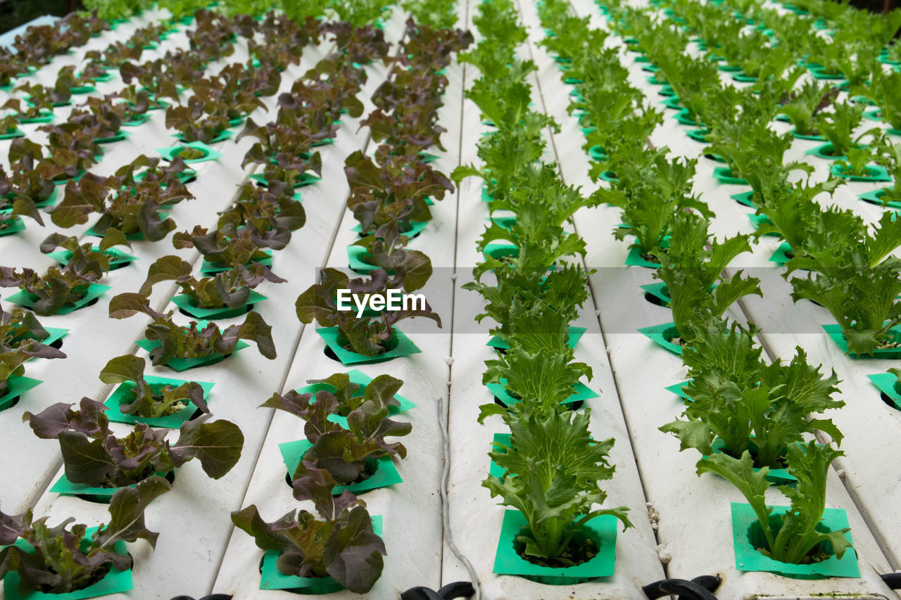 HIGH ANGLE VIEW OF PLANTS GROWING IN ROWS
