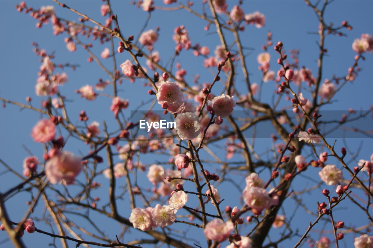 CLOSE-UP OF CHERRY BLOSSOMS AGAINST SKY