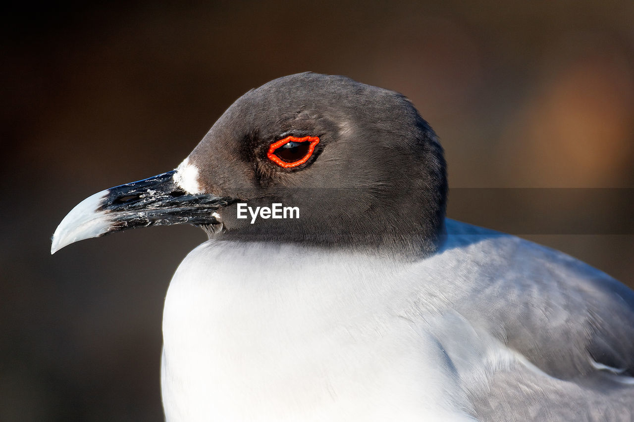 The swallow-tailed gull in galapagos