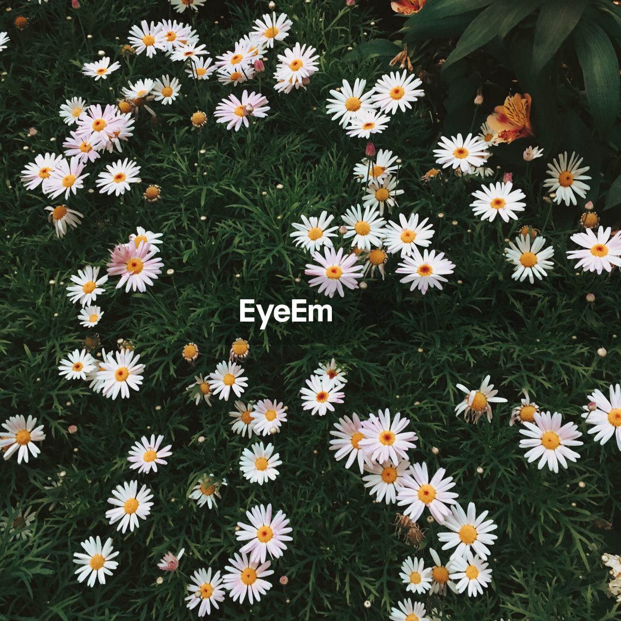 Close-up of white daisy flowers