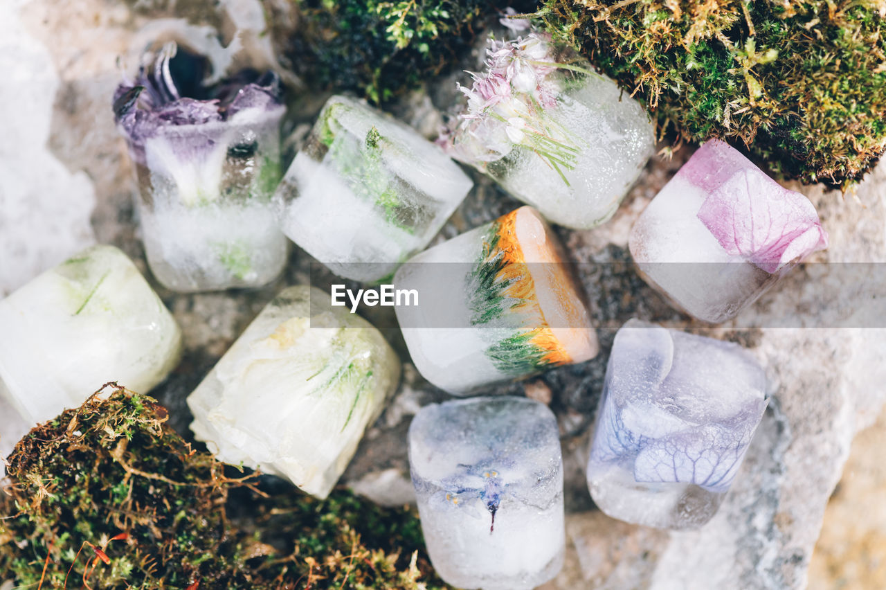 Frozen flowers in ice cubes on light background, floral ice in moss