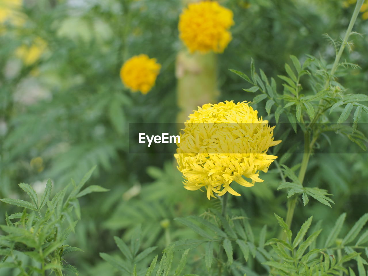 Close-up of yellow marigold flower