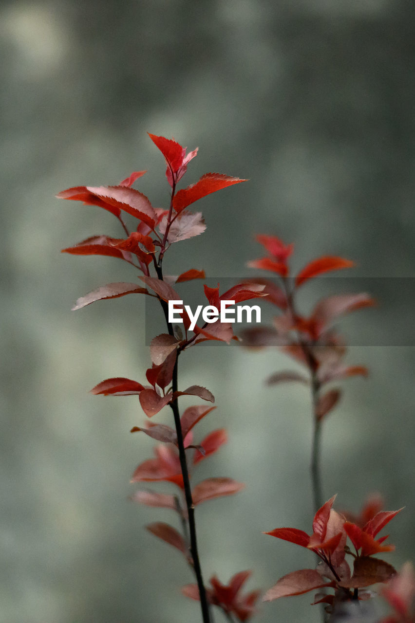 CLOSE-UP OF RED LEAVES ON PLANT