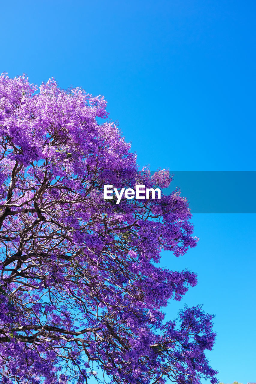 Low angle view of flower tree against blue sky