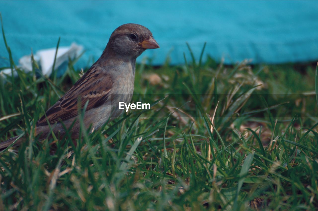 Close-up of a bird on grass