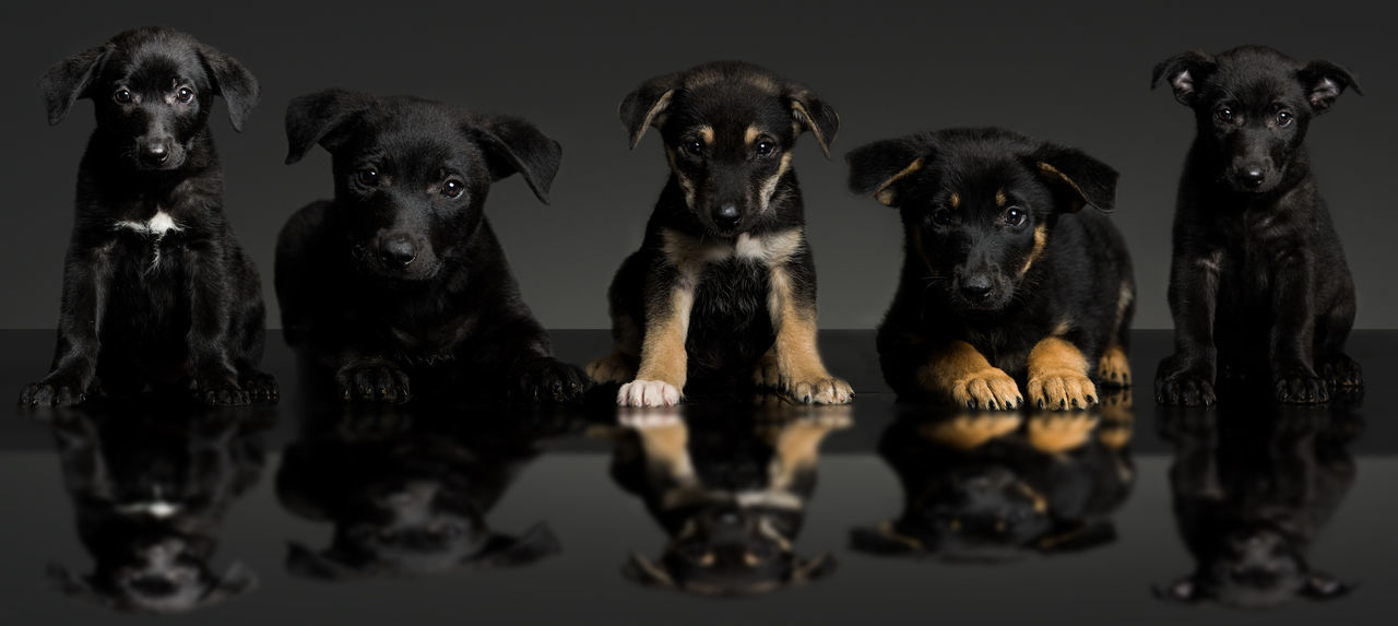 Panoramic portrait of puppies against black background