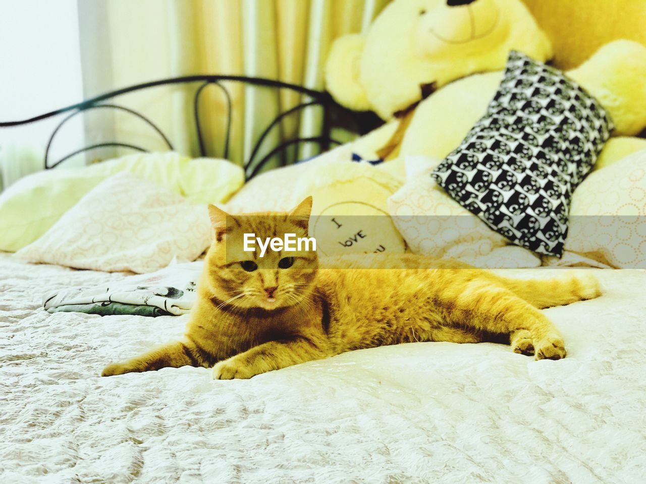 CLOSE-UP OF CAT SITTING ON BED