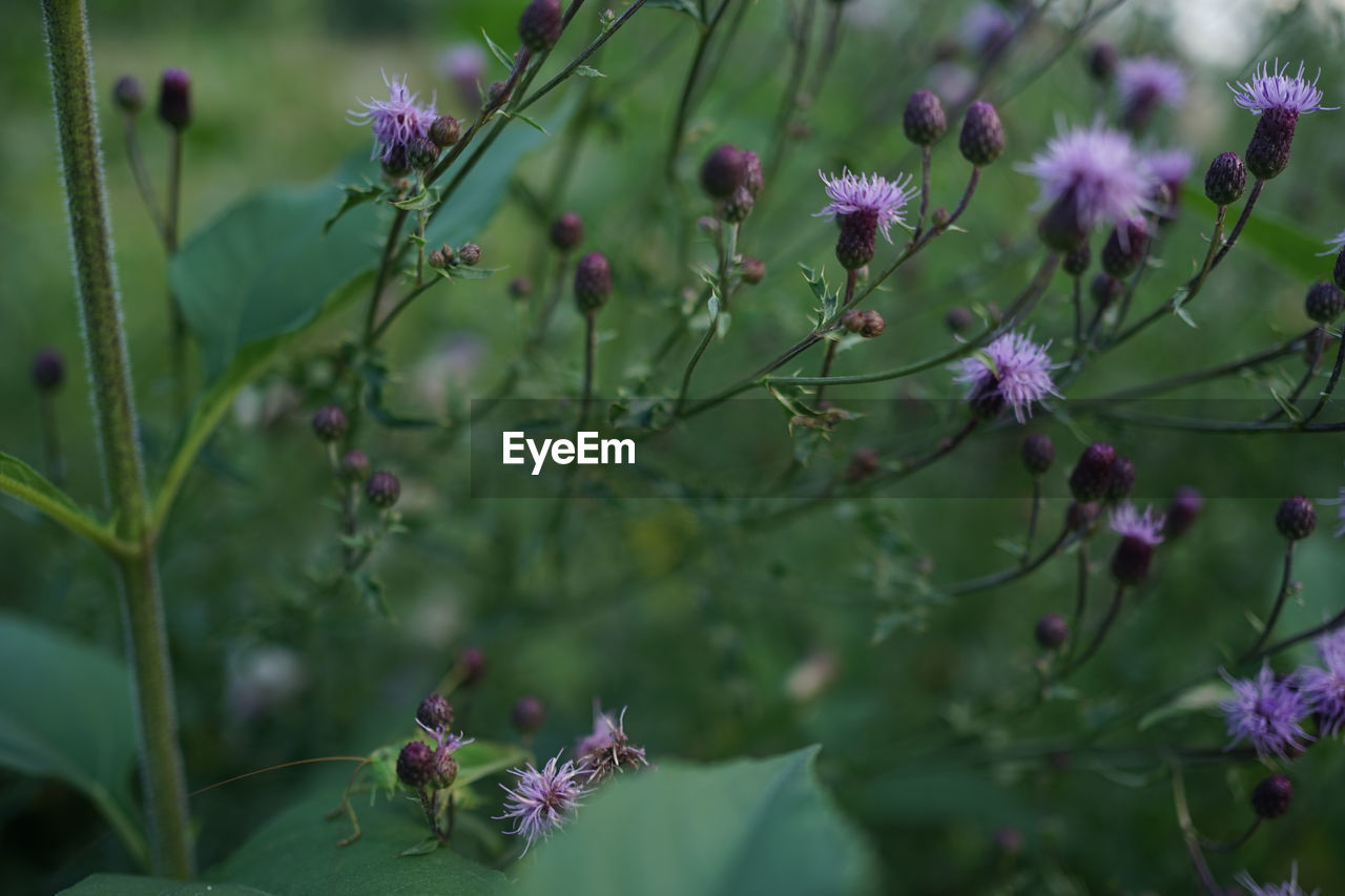 CLOSE-UP OF FLOWERING PLANT AGAINST PURPLE FLOWERS