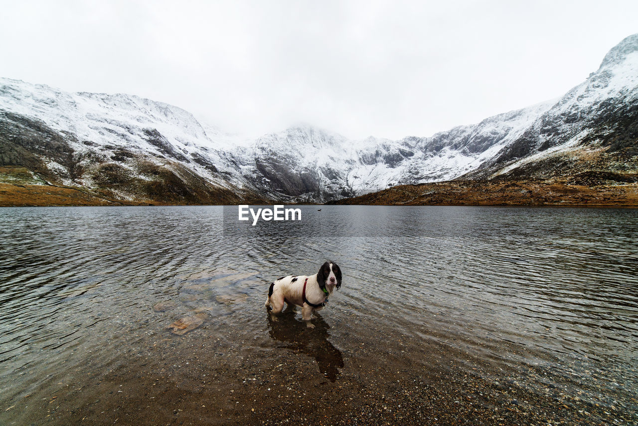 Portrait of english cocker spaniel standing in lake against clear sky during winter