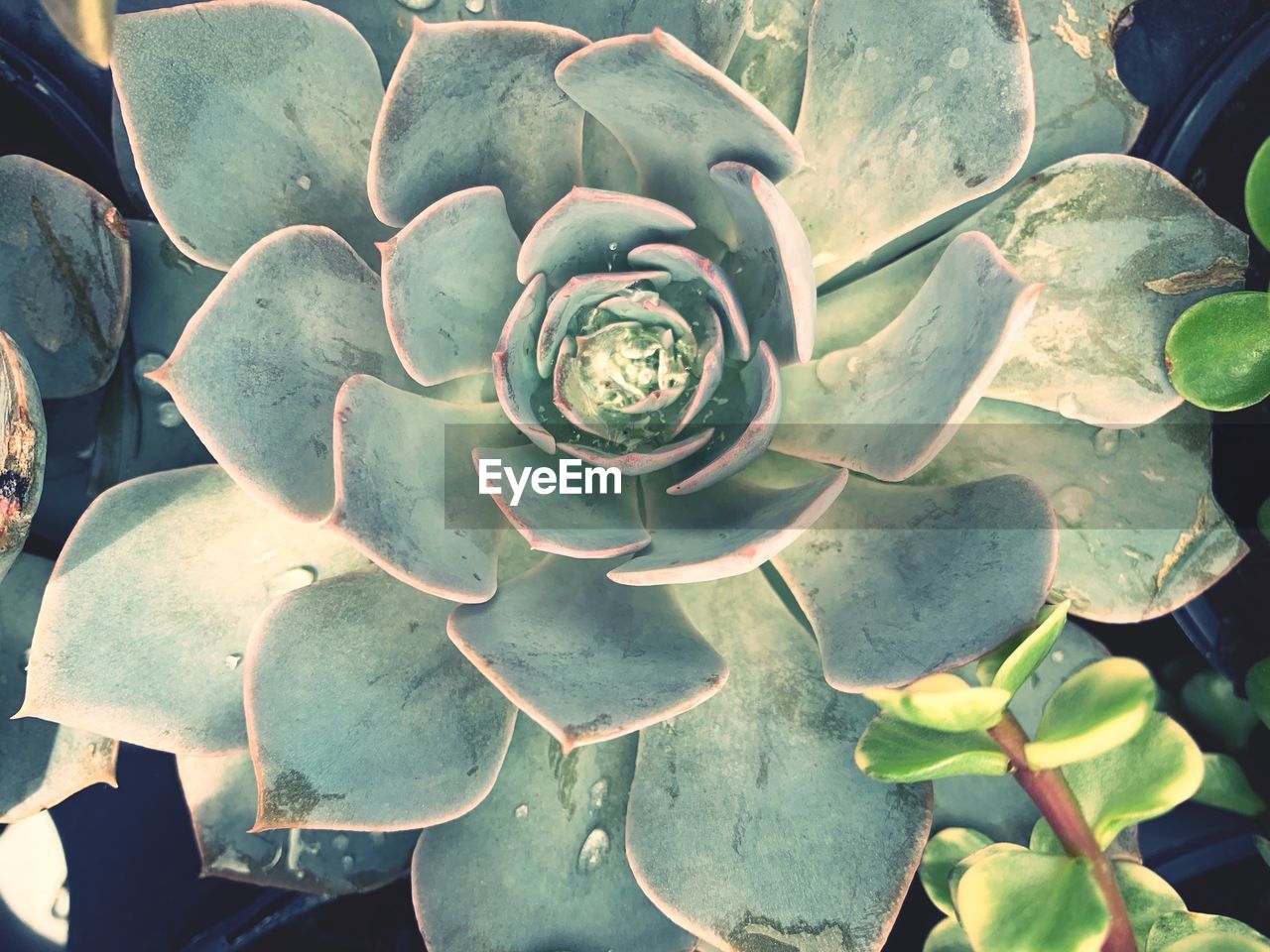 High angle view of succulent plant