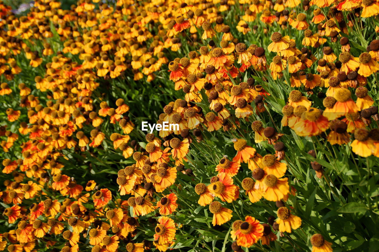 Close-up of yellow flowering plants on field