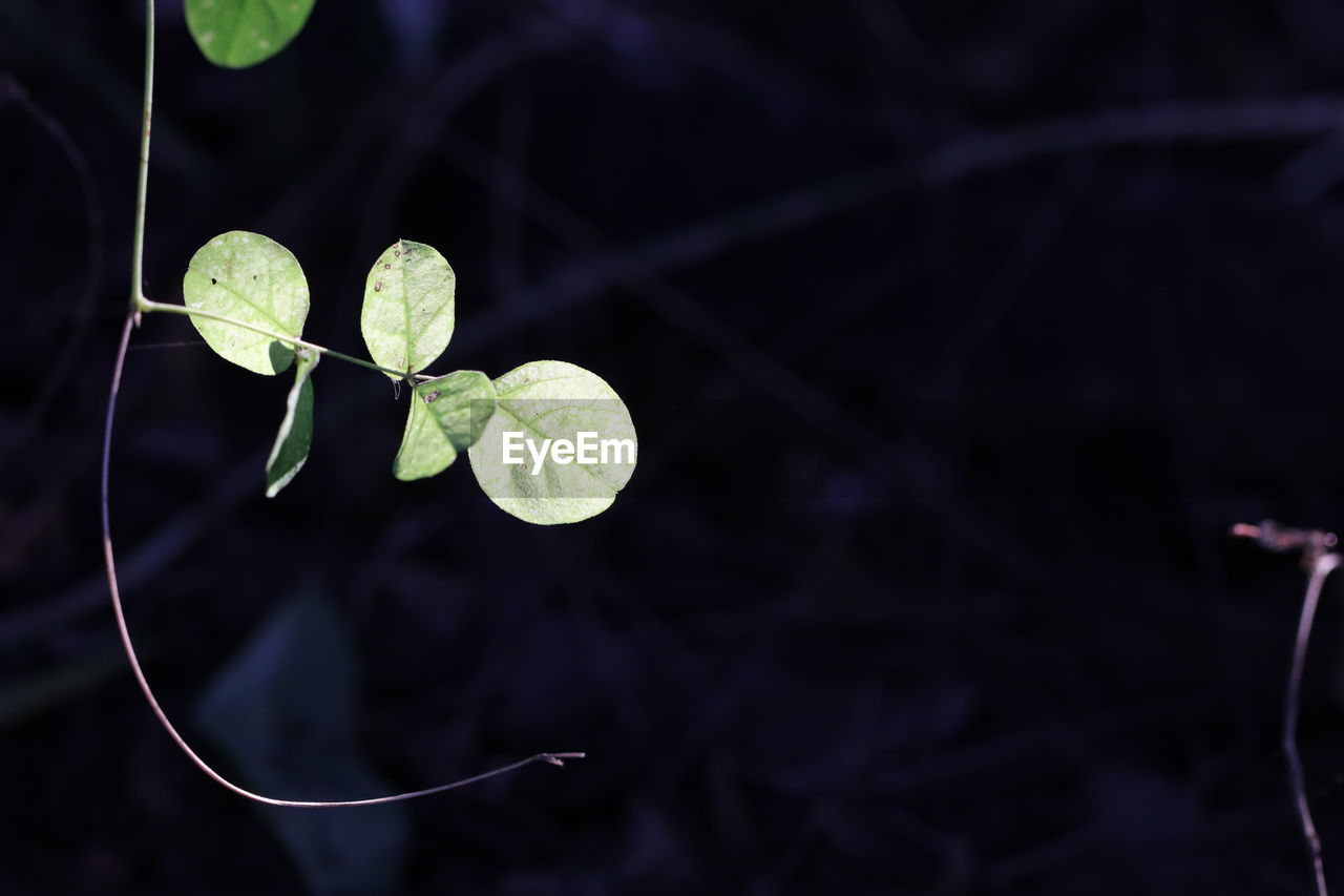 leaf, plant, flower, nature, macro photography, plant part, green, black background, beauty in nature, no people, close-up, growth, night, outdoors, focus on foreground, petal, science, branch, plant stem, environment