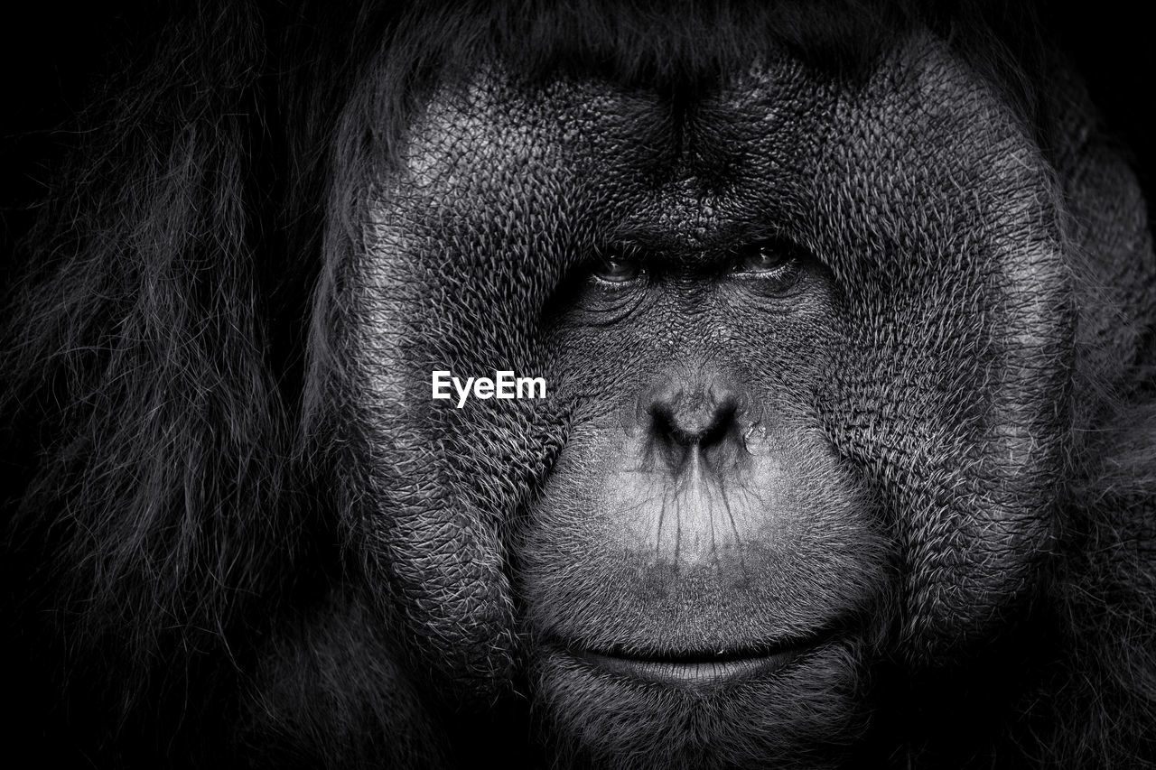 Close-up portrait of male orangutan face