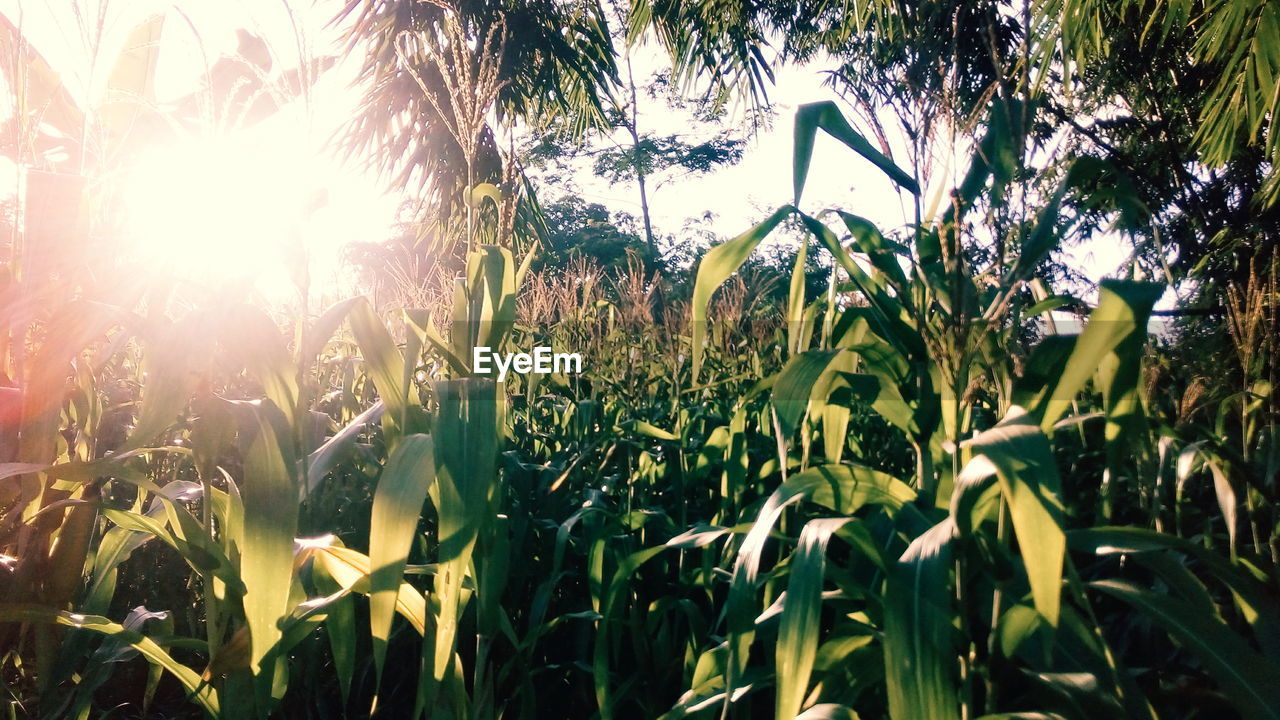 PLANTS IN FIELD