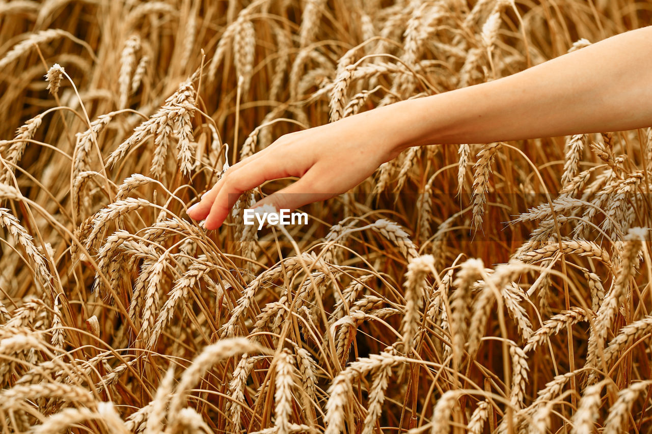 Wheat field. the concept of the global food crisis. a woman's hand runs through the ears of wheat