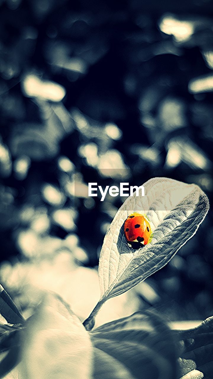 CLOSE-UP OF LADYBUG ON LEAF OUTDOORS