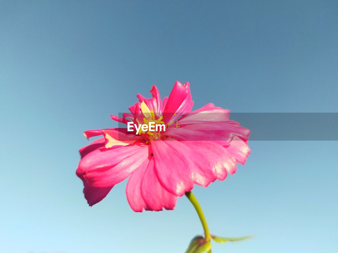 Close-up of pink flower against clear blue sky