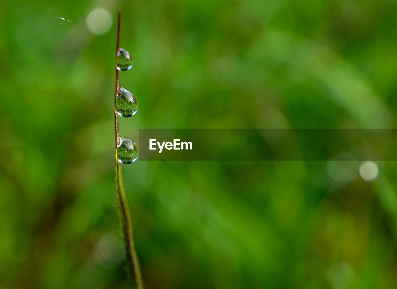 CLOSE-UP OF WATER DROP ON PLANT