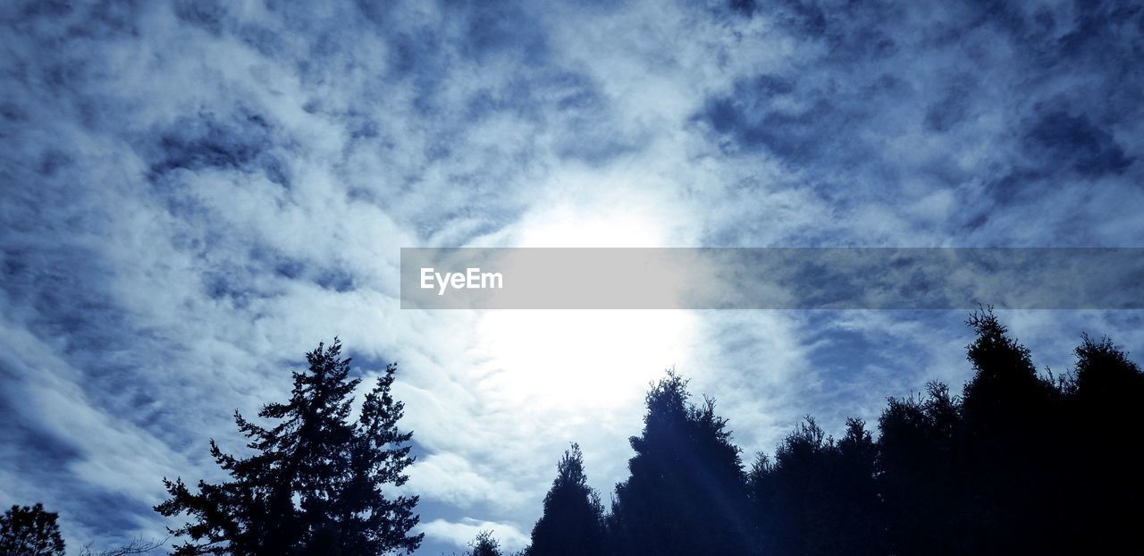 LOW ANGLE VIEW OF TREES AGAINST SKY