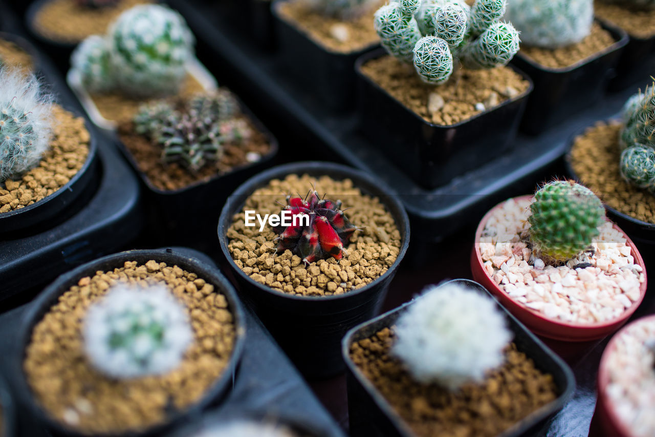 HIGH ANGLE VIEW OF SUCCULENT PLANTS IN SHOP