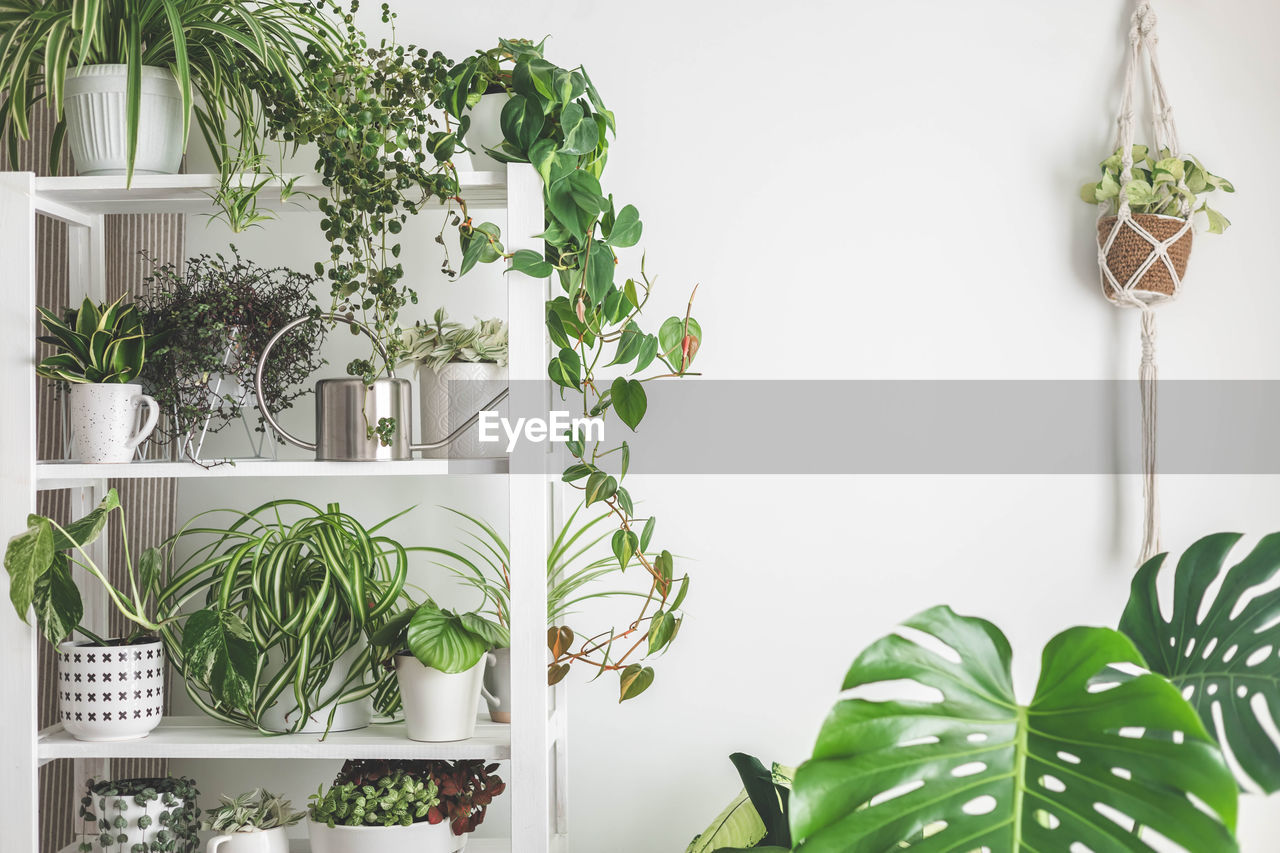 potted plant against wall at home