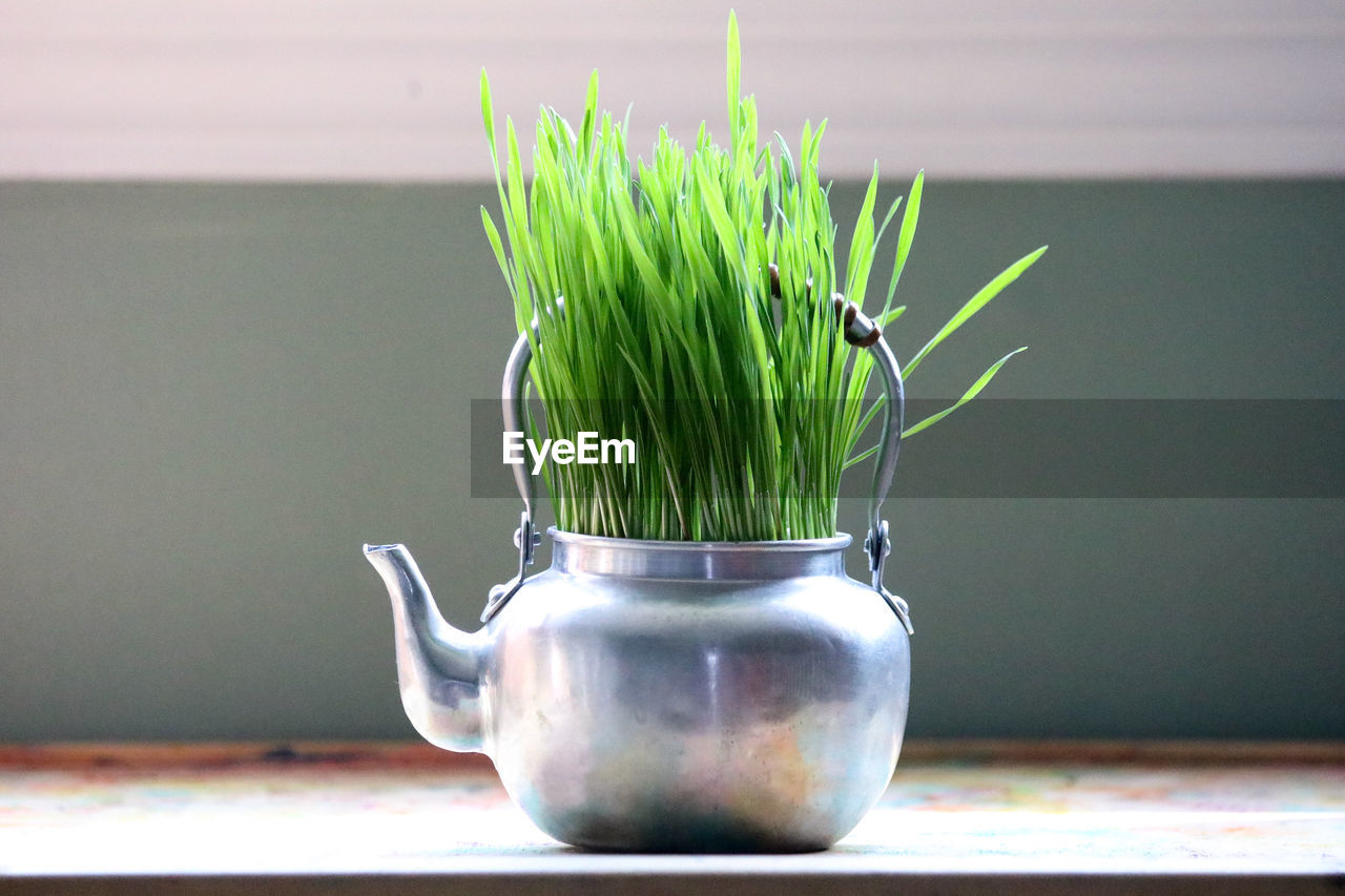 CLOSE-UP OF FRESH POTTED PLANT ON TABLE