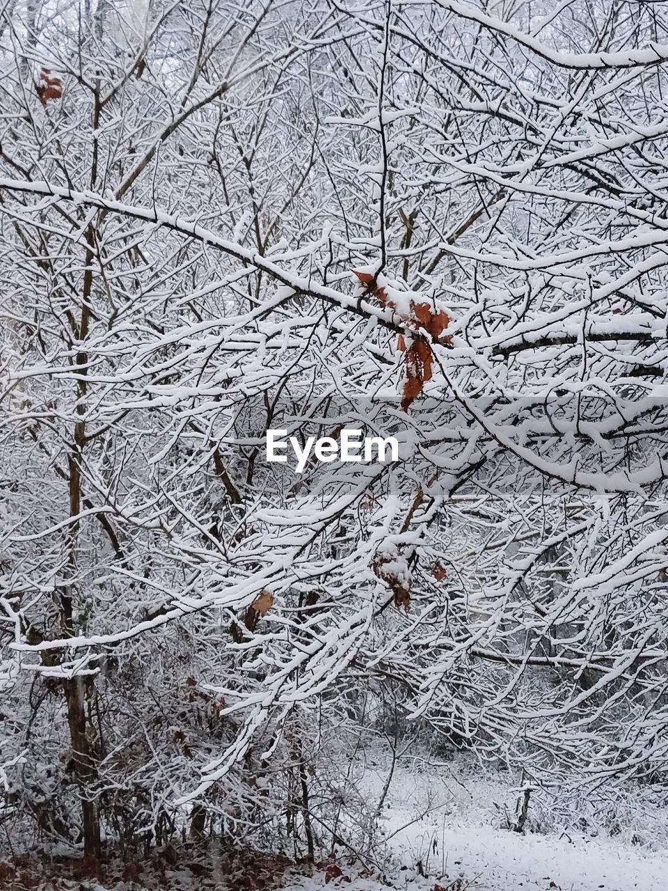 CLOSE-UP OF SNOW ON TREE