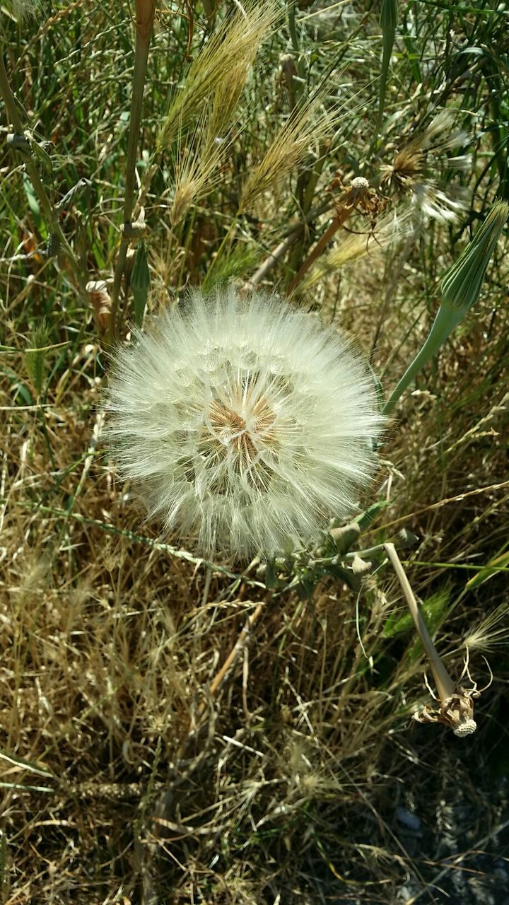 CLOSE-UP OF WHITE DANDELION FLOWERS