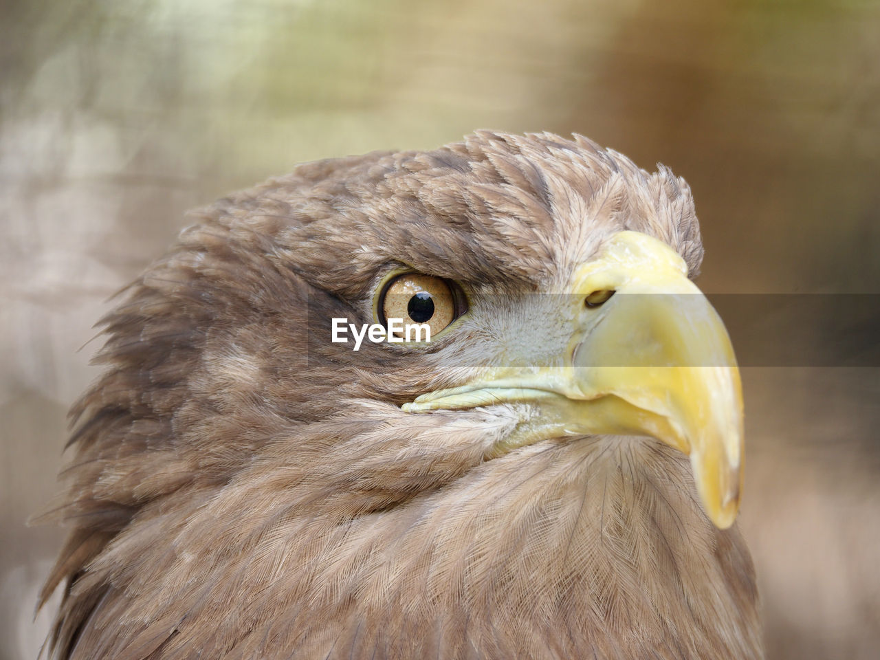 Close-up of eagle