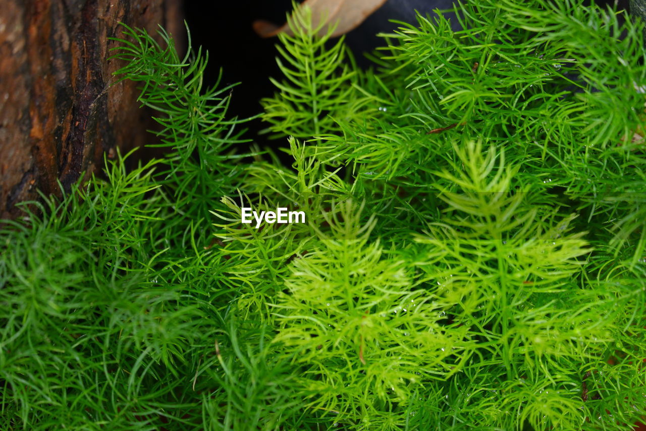 High angle view of pine tree in field