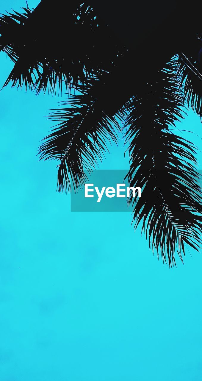 LOW ANGLE VIEW OF PALM TREES AGAINST BLUE SKY