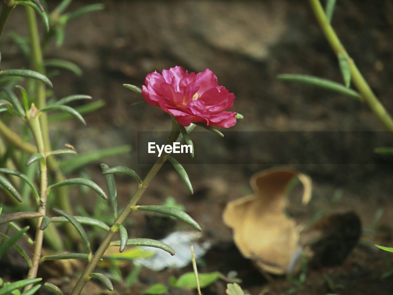 Close-up of pink flower blooming outdoors