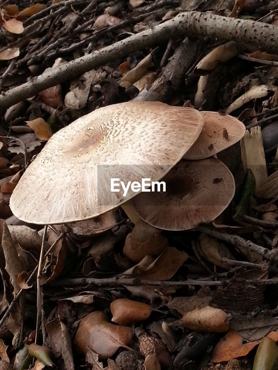Close-up of edible mushroom growing on field