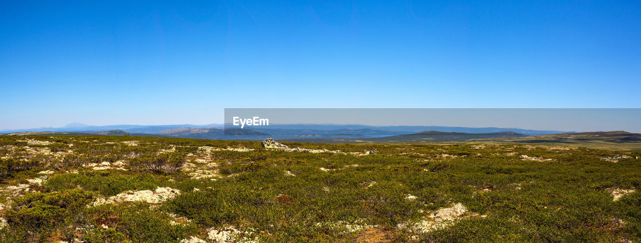 Scenic view of field against clear blue sky